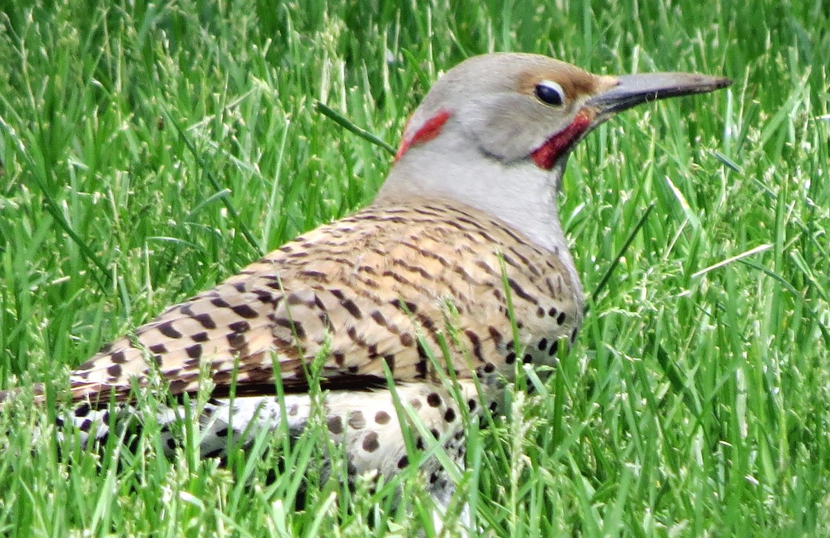 Northern Flicker (Yellow-shafted x Red-shafted) - ML162818311