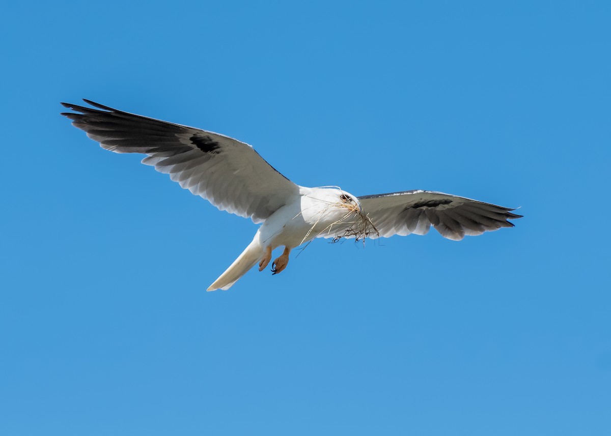 White-tailed Kite - ML162819861