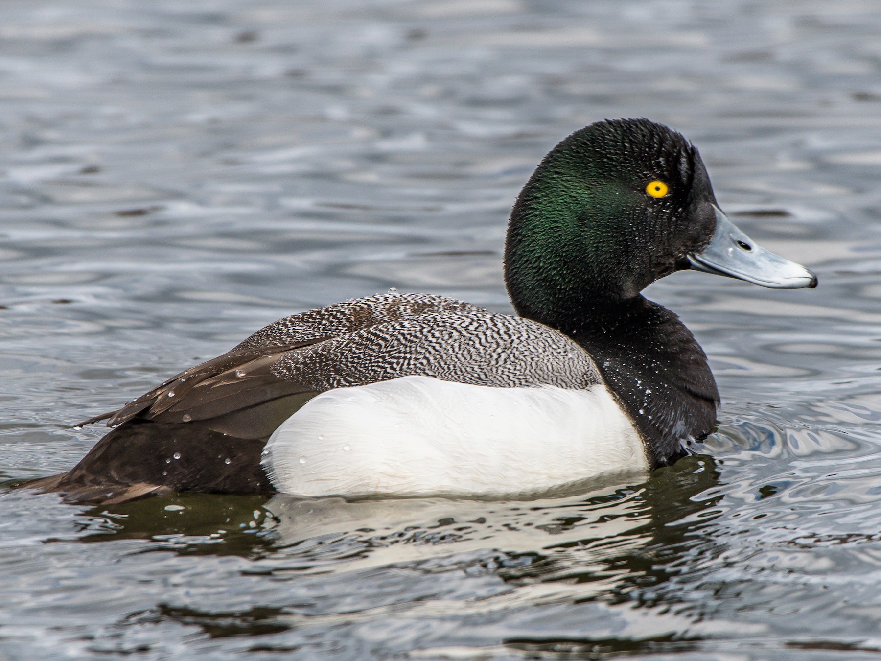 Greater Scaup - Frank King