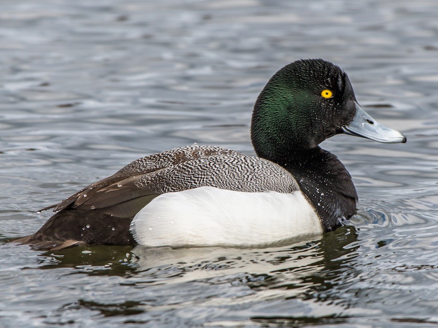 Greater Scaup - eBird