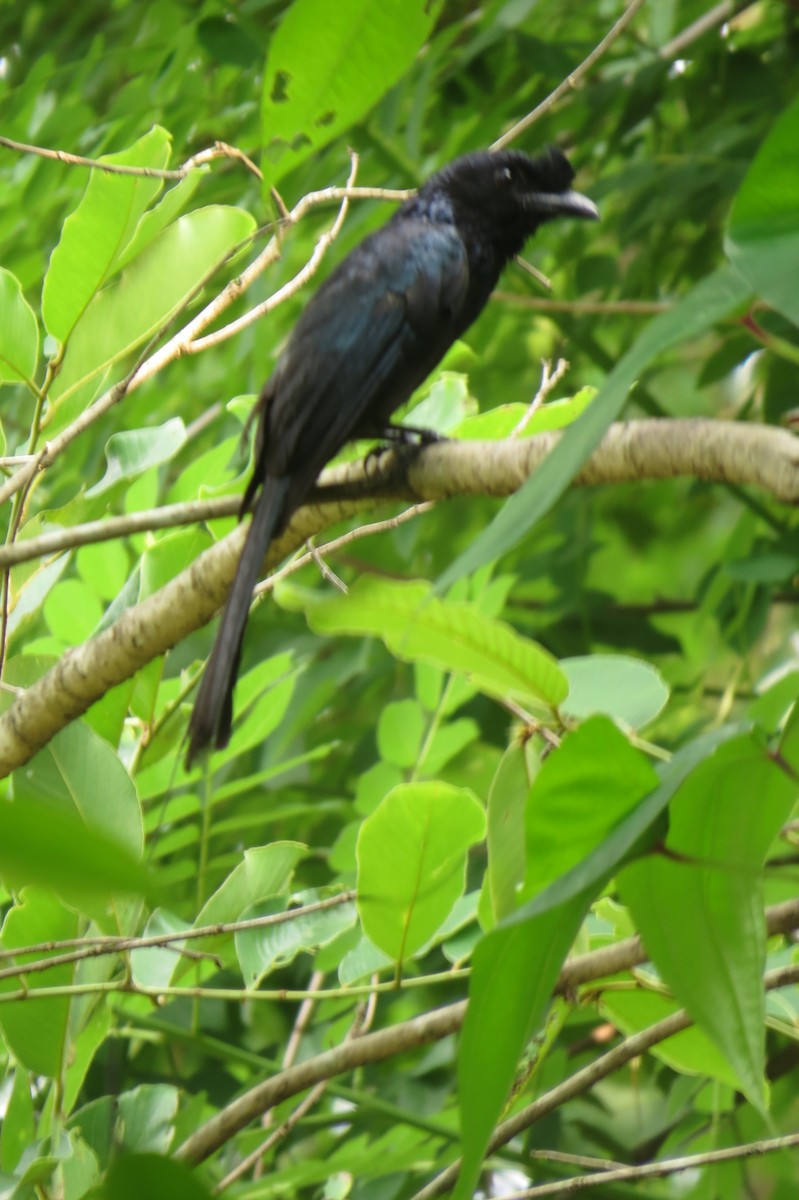 Greater Racket-tailed Drongo - ML162824391