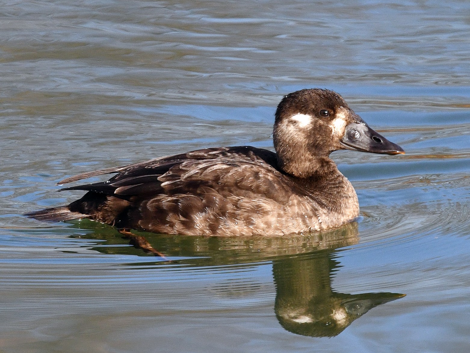 アラナミキンクロ Ebird