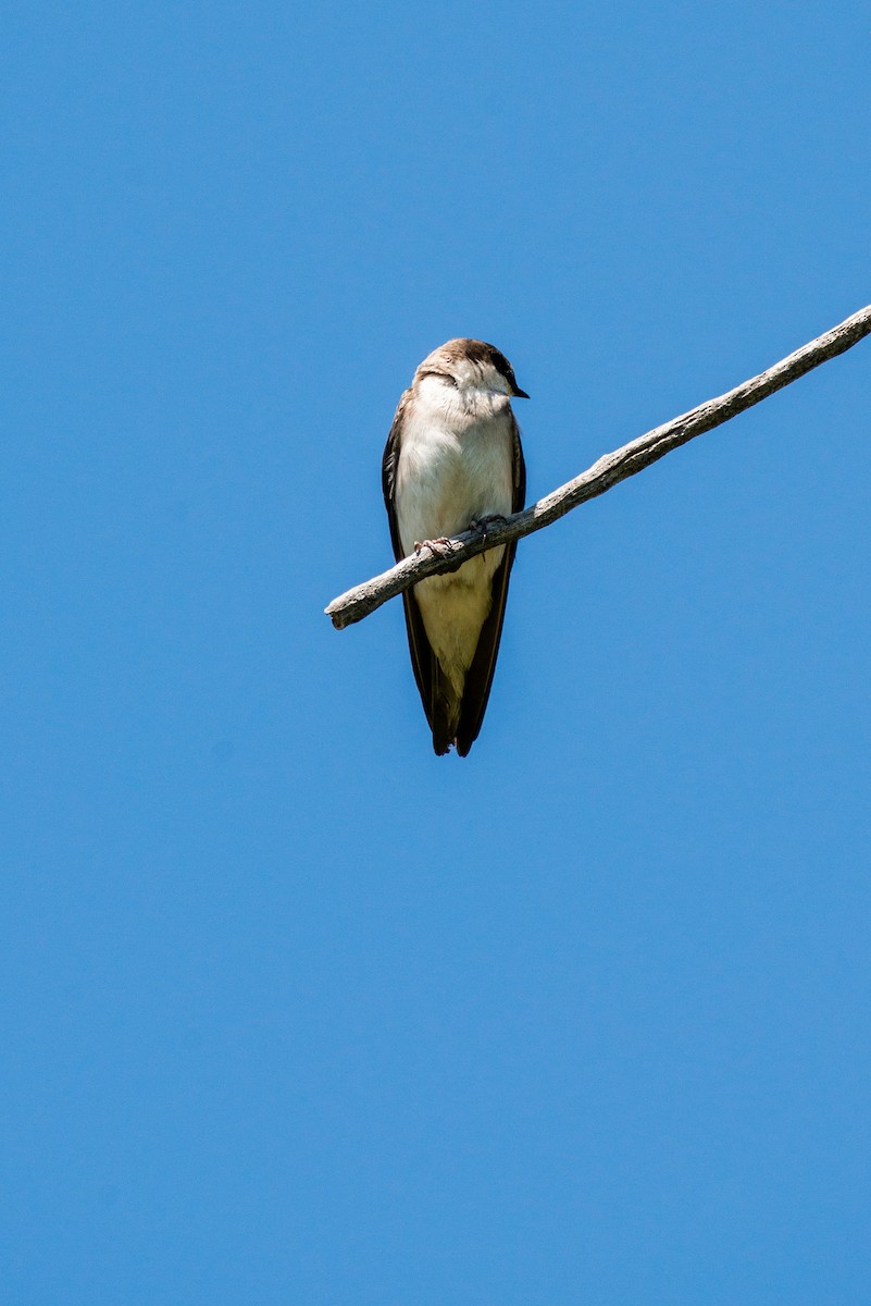 Northern Rough-winged Swallow - Cody Limber