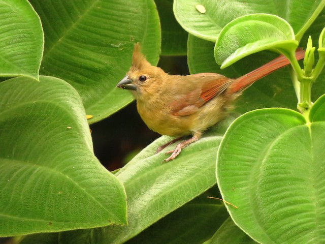 Juvenile Northern Cardinal (presumed subspecies <em>floridanus</em>). - Northern Cardinal - 