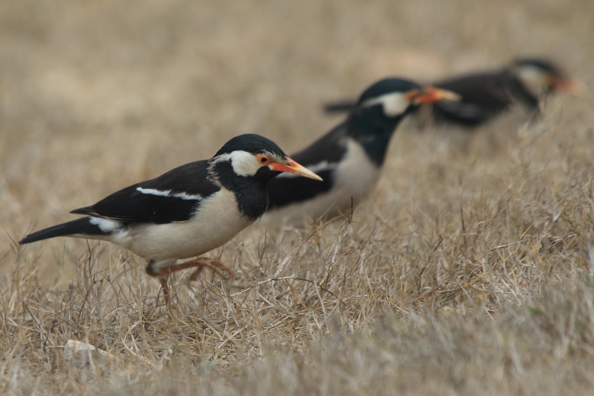 Indian Pied Starling - ML162837071
