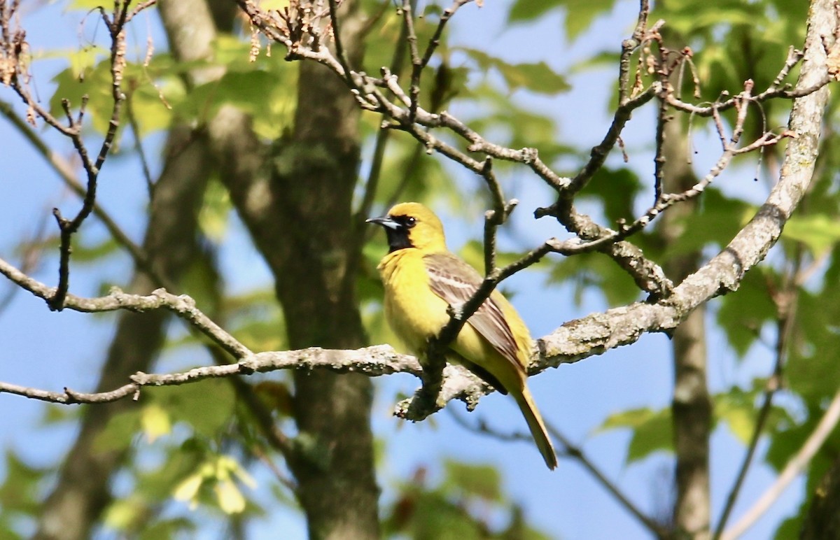 Orchard Oriole - ML162837401