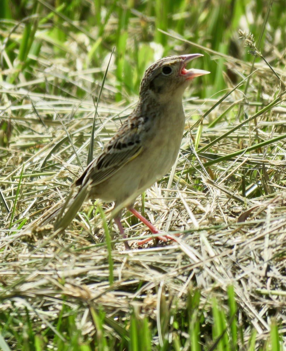 Grasshopper Sparrow - Micky Louis