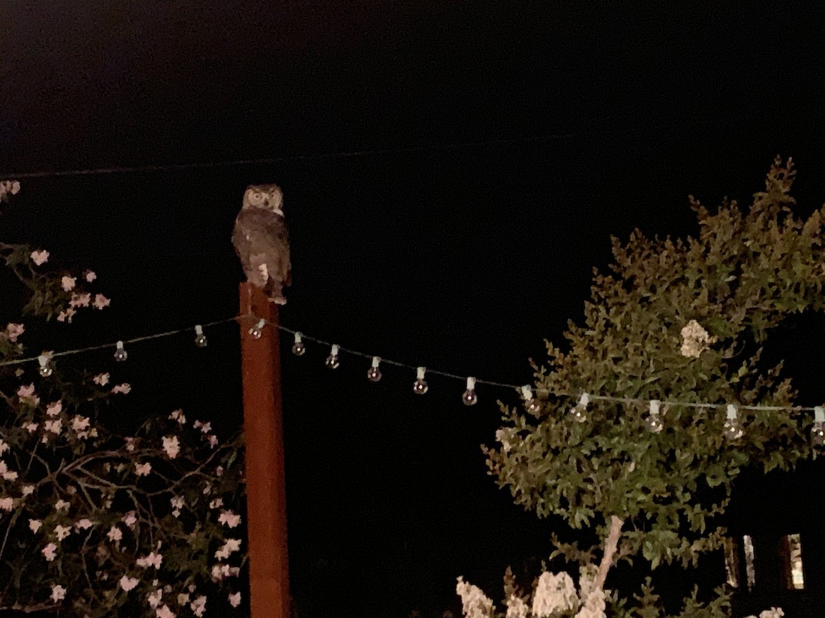Great Horned Owl - ML162839701
