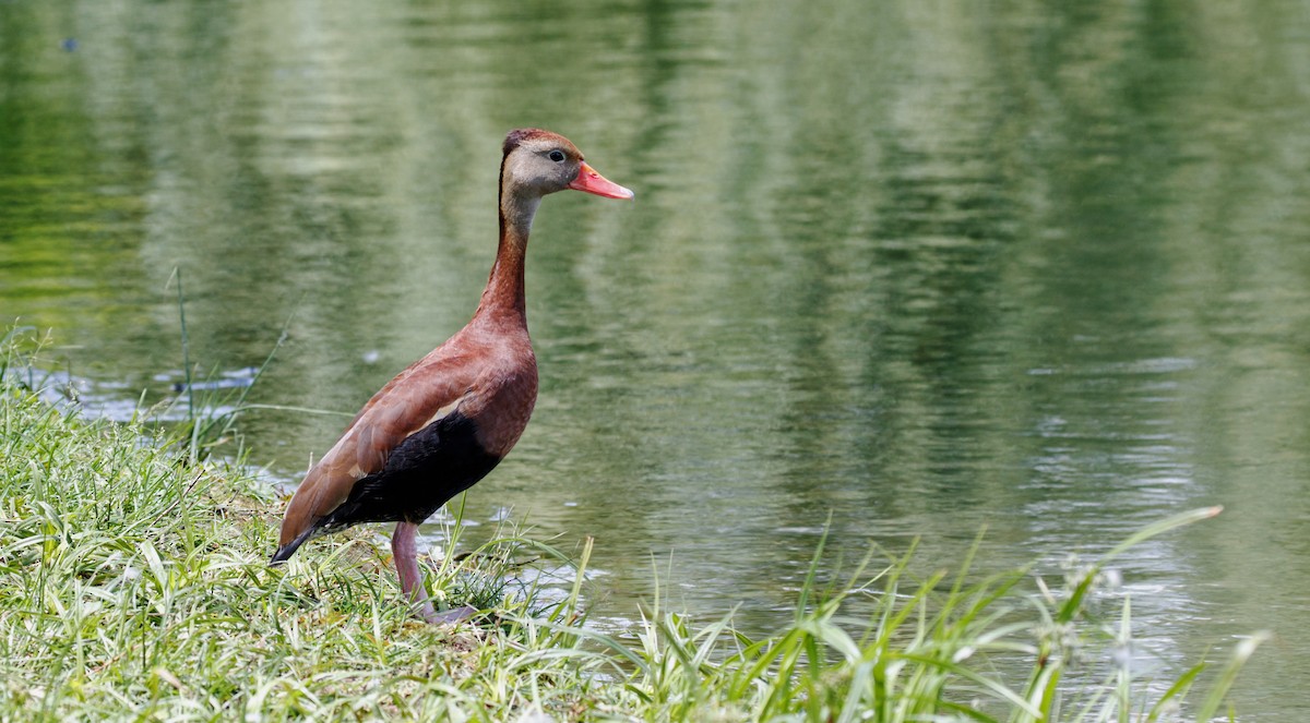Black-bellied Whistling-Duck (fulgens) - Larry Van Brunt