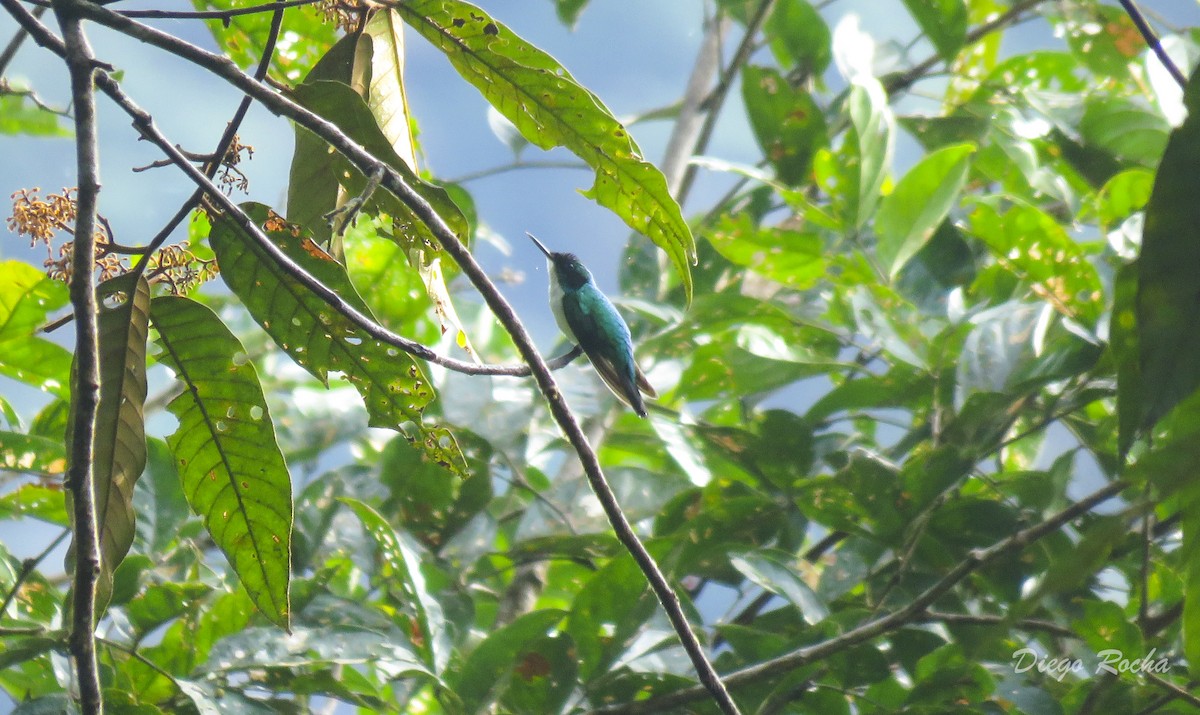 kolibřík purpurovohlavý - ML162847731