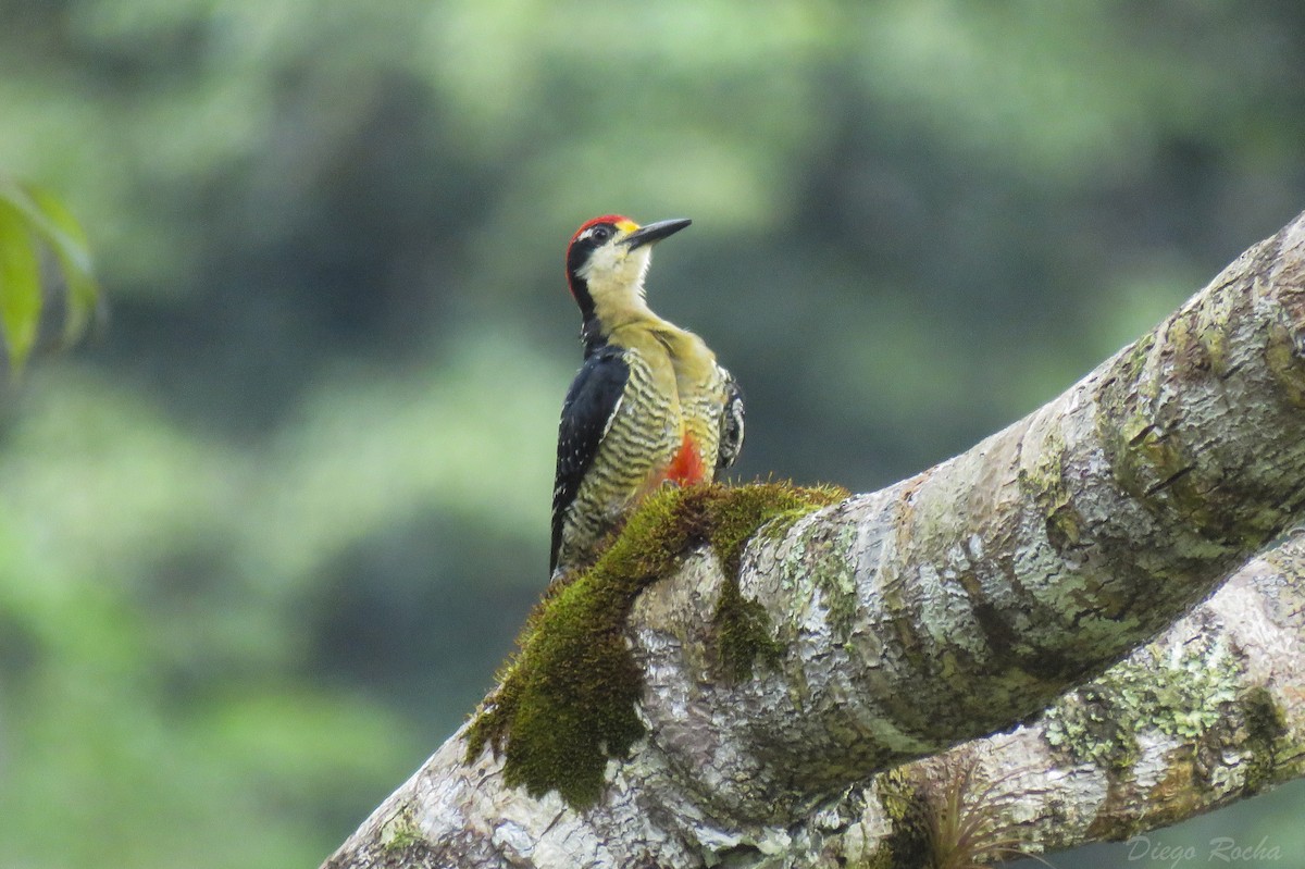 Black-cheeked Woodpecker - Diego Rocha Lopez