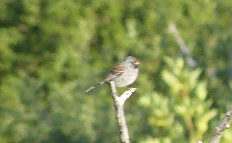 Black-chinned Sparrow - William Rockey