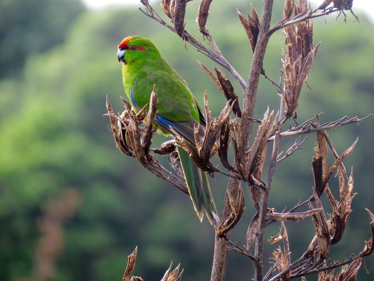 Red-crowned Parakeet - ML162849991