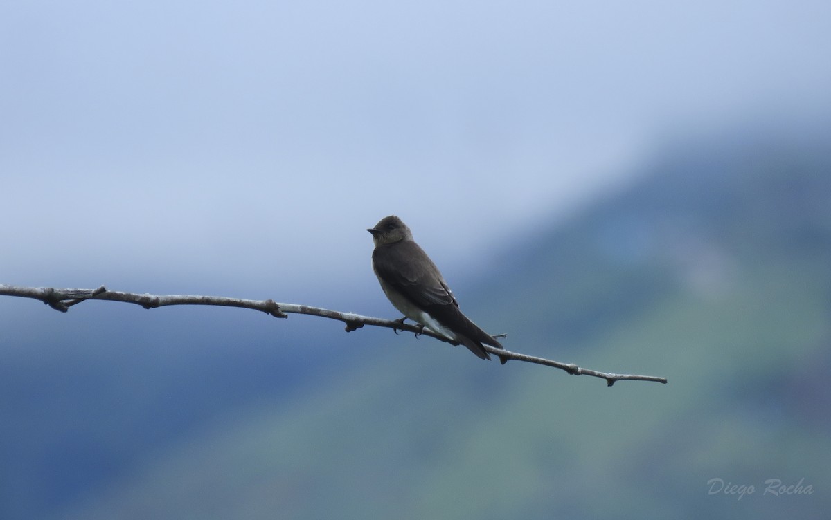 Southern Rough-winged Swallow - ML162850361