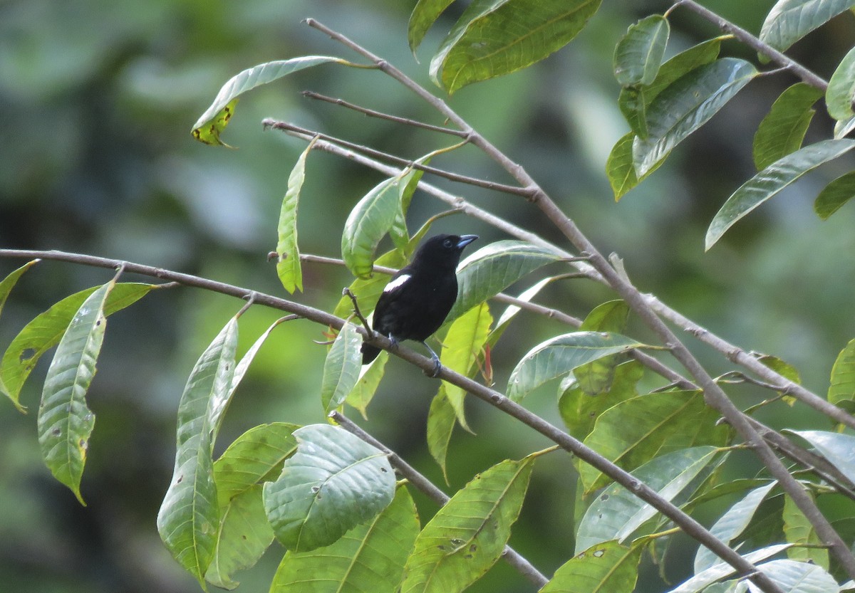 White-shouldered Tanager - ML162851431
