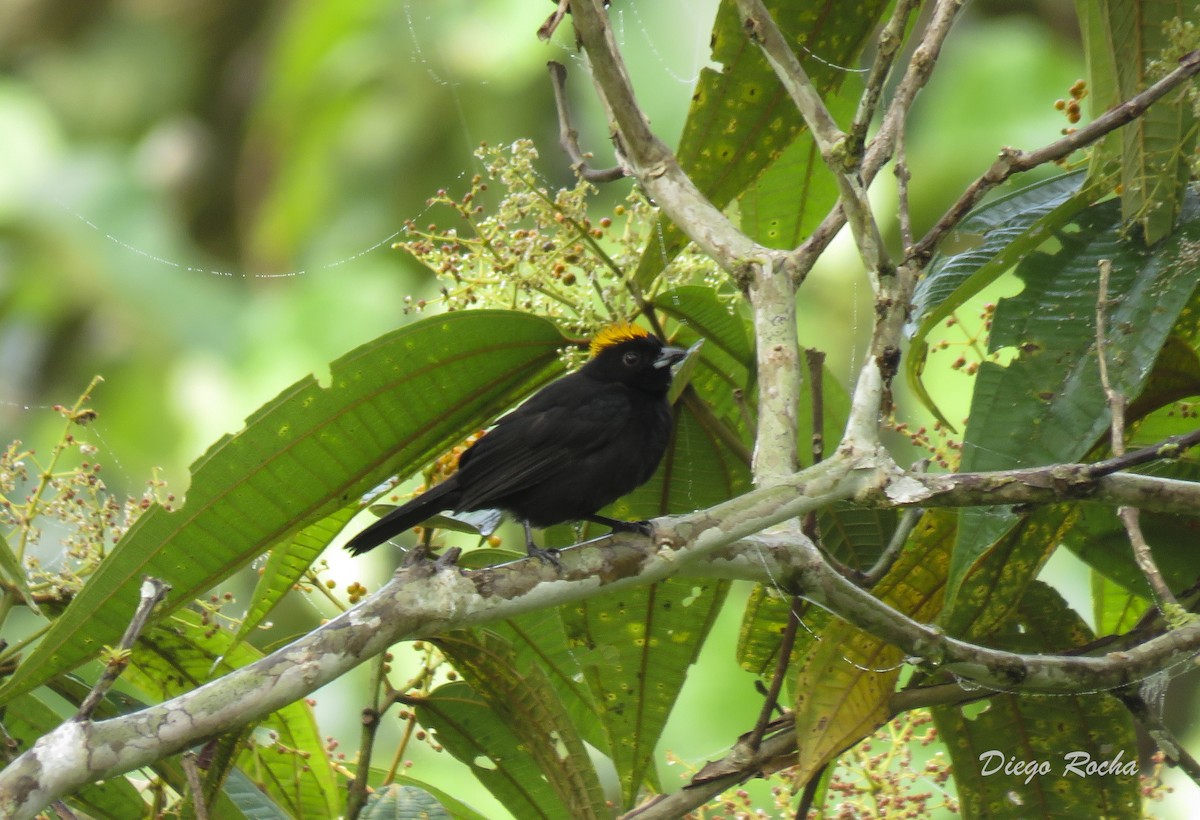 Tawny-crested Tanager - Diego Rocha Lopez