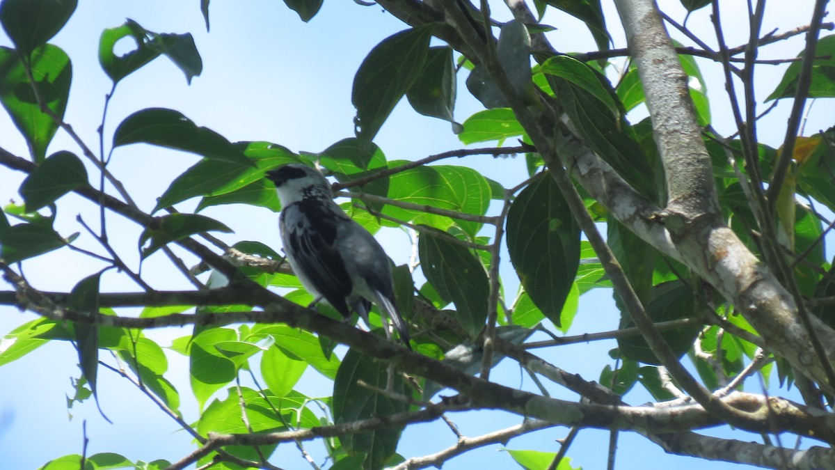 Gray-and-gold Tanager - ML162851721