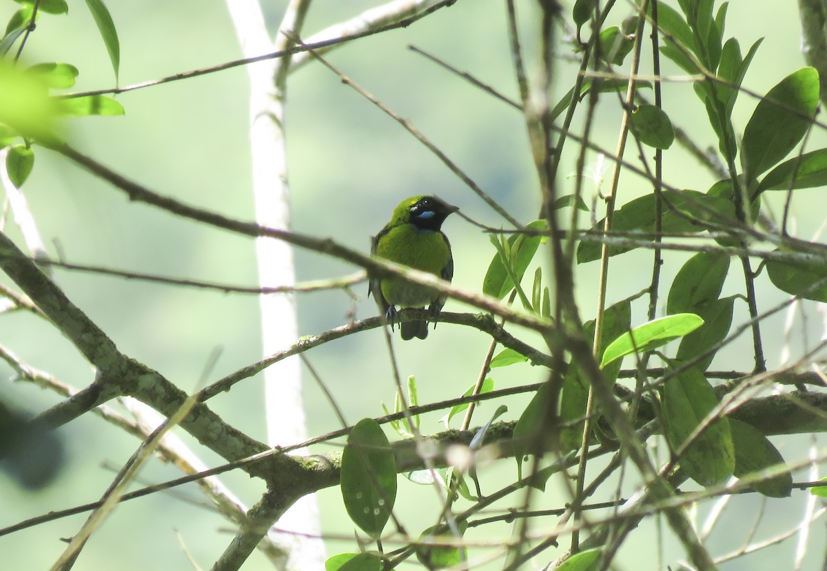 Blue-whiskered Tanager - Diego Rocha Lopez
