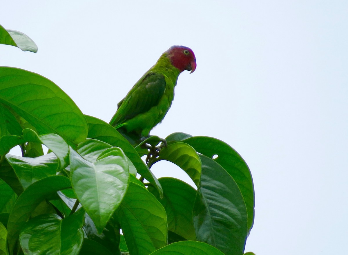 Red-cheeked Parrot - ML162853611