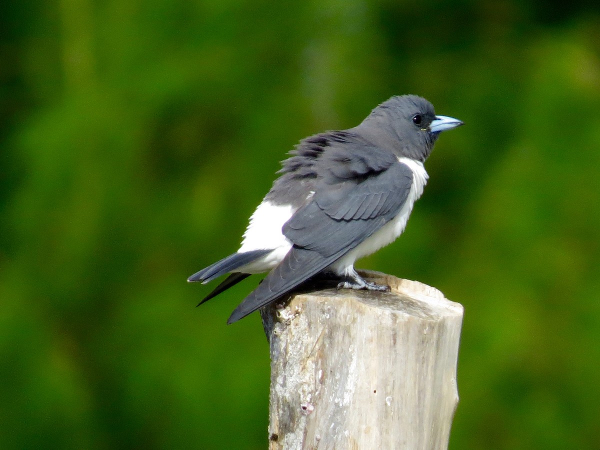 White-breasted Woodswallow - ML162853711