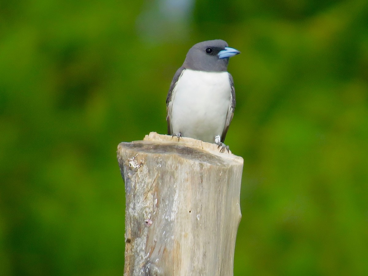 White-breasted Woodswallow - ML162853731