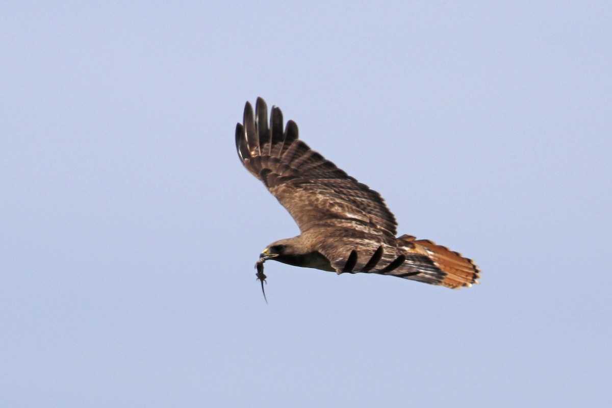 Red-tailed Hawk - ML162855511