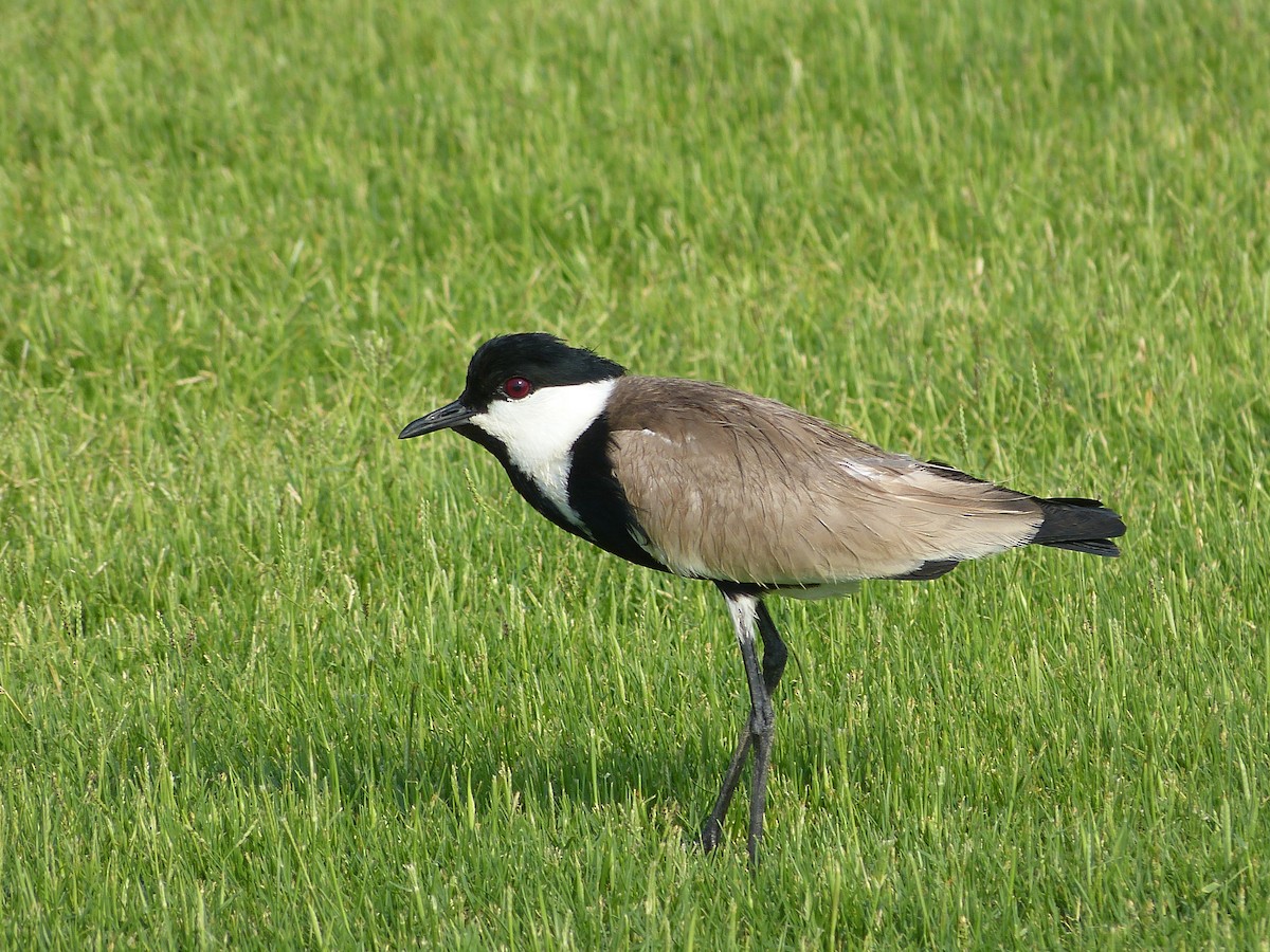 Spur-winged Lapwing - ML162856831