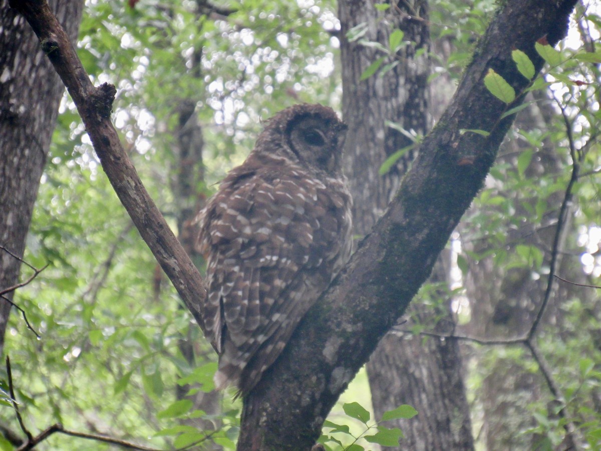 Barred Owl - ML162857521