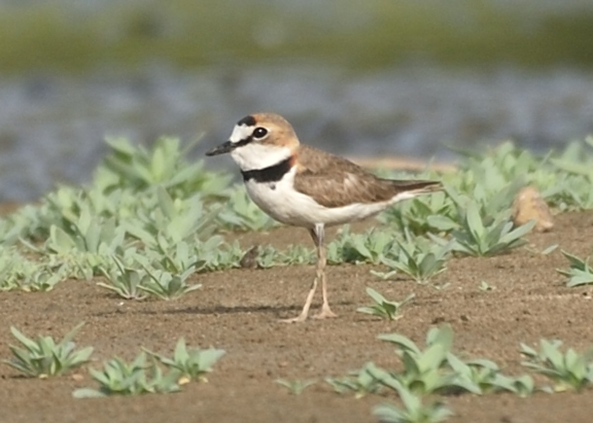 Collared Plover - ML162857781