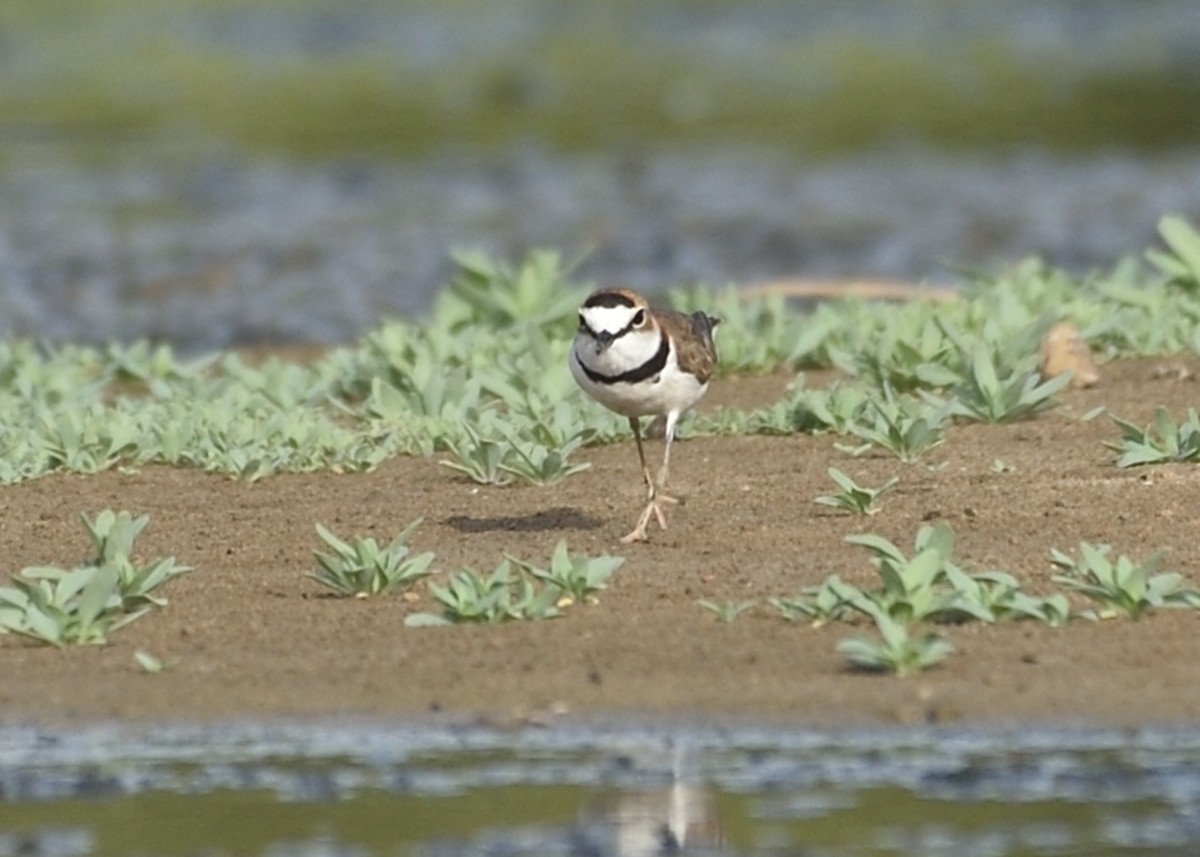 Collared Plover - ML162857791