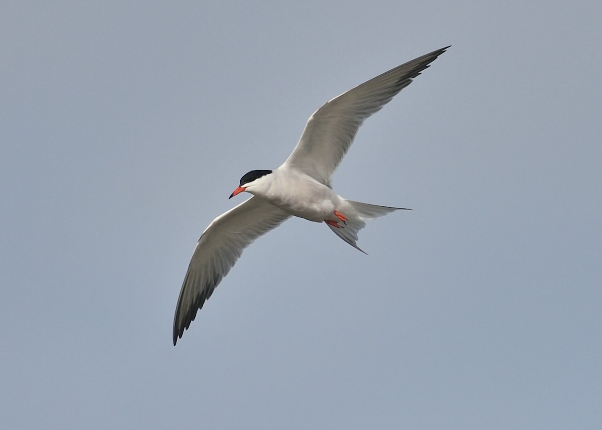 Common Tern - Michiel Oversteegen