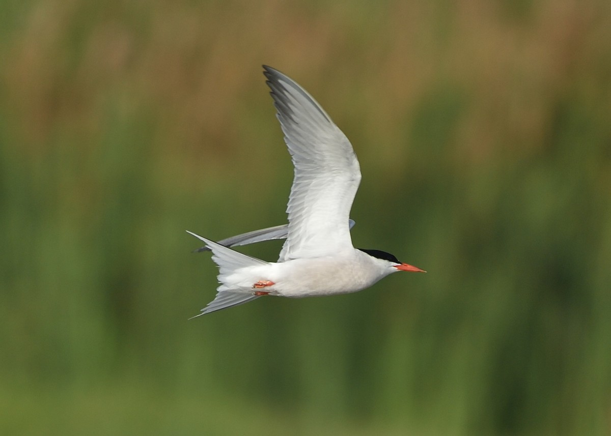 Common Tern - ML162857921