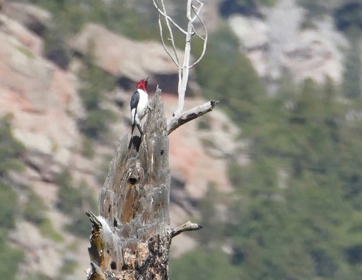 Red-headed Woodpecker - ML162859271