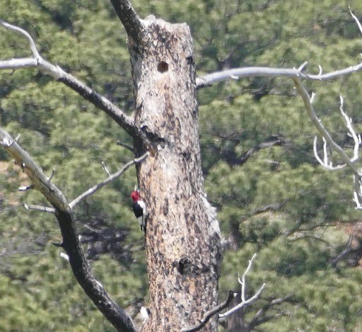 Red-headed Woodpecker - ML162859341