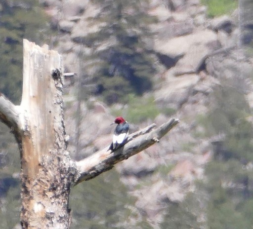 Red-headed Woodpecker - ML162859451