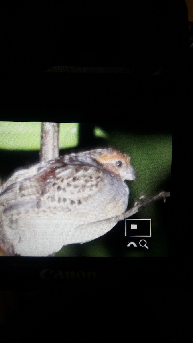 eBird Checklist 26 May 2019 la cureña 7 species