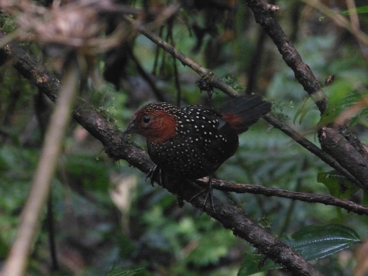 Ocellated Tapaculo - William Rockey