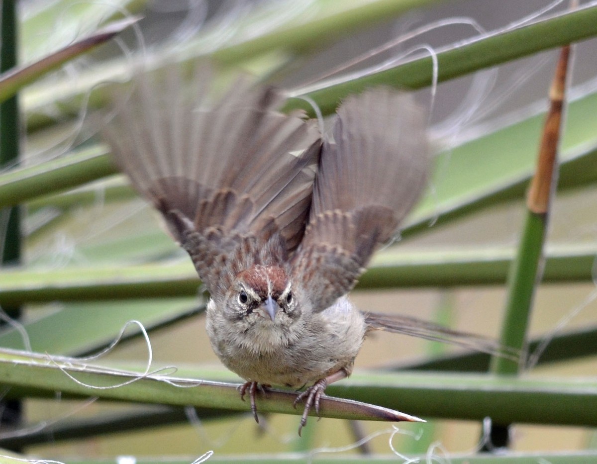 Rufous-crowned Sparrow - ML162869821