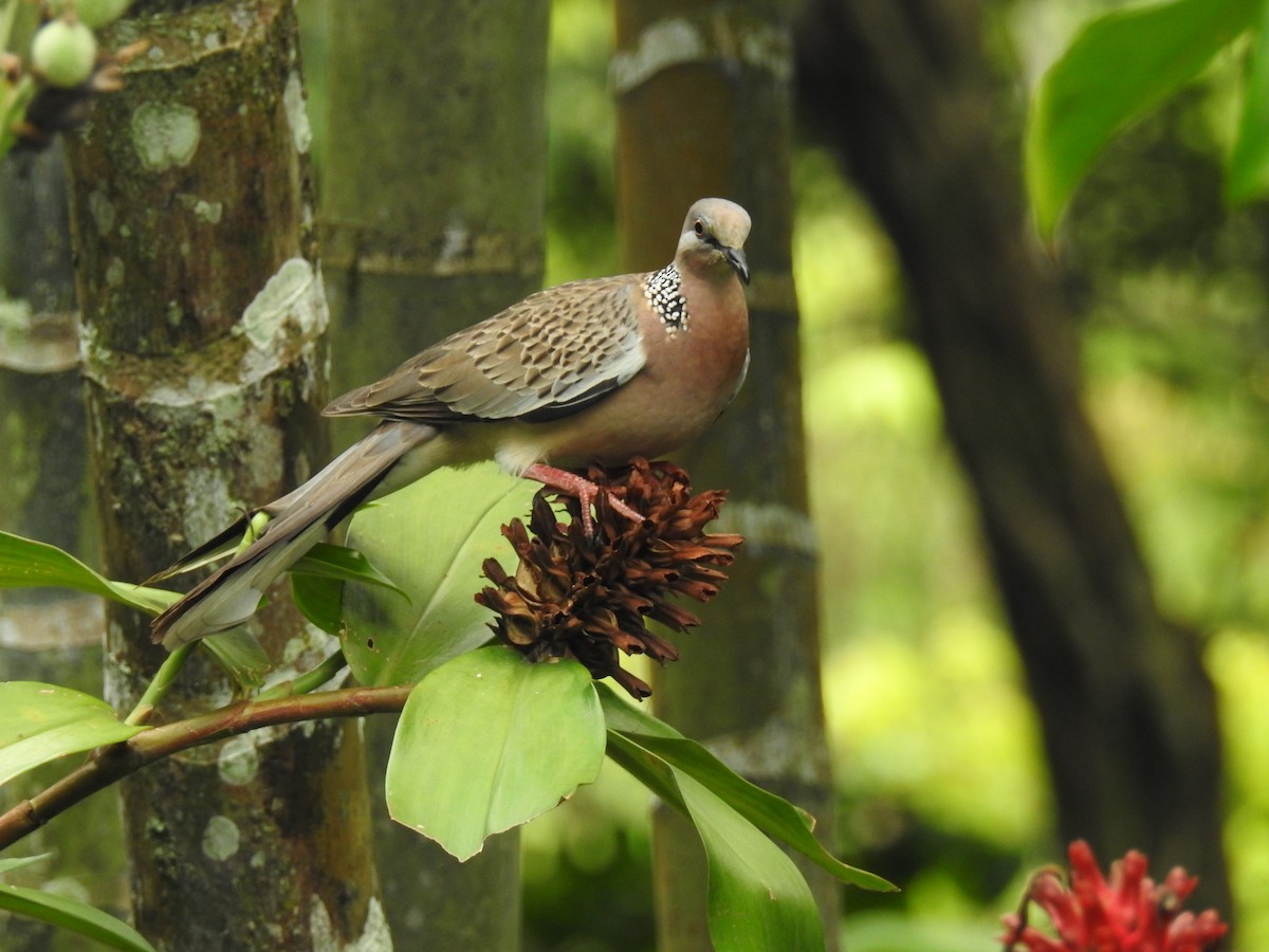 Spotted Dove - ML162870421