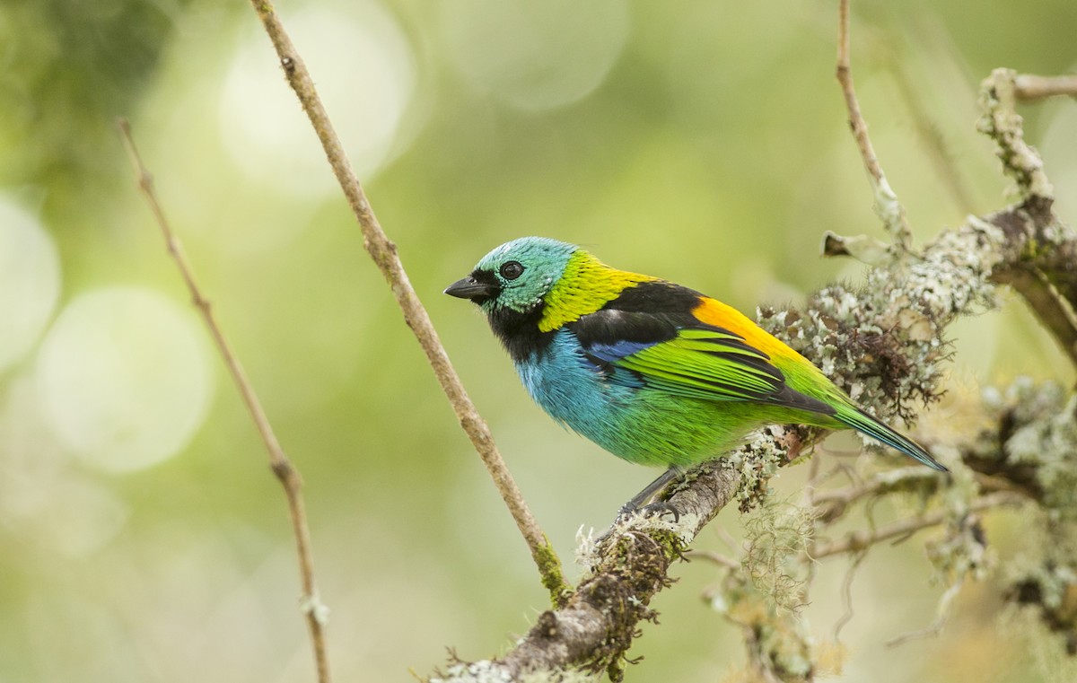 Green-headed Tanager - ML162870441