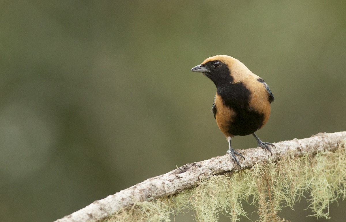 Burnished-buff Tanager - ML162870651