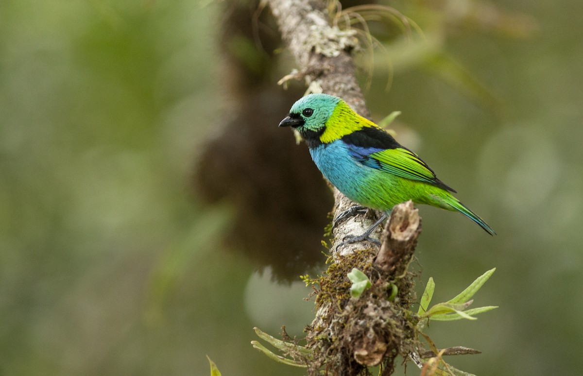 Green-headed Tanager - ML162872301