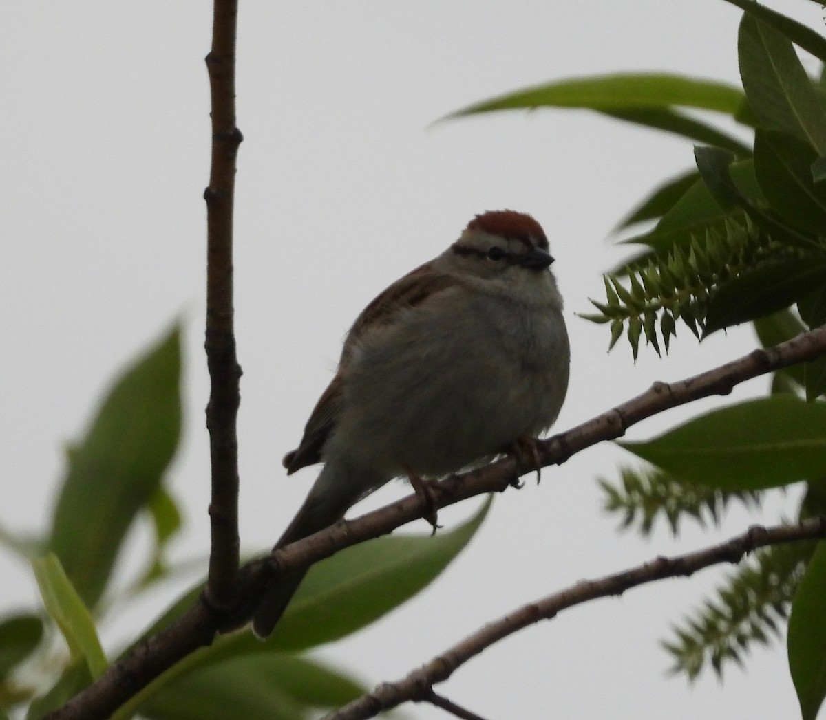 Chipping Sparrow - Marc-Andre Beaucher