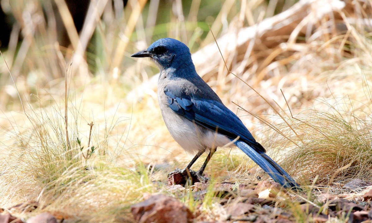 Mexican Jay - ML162878011