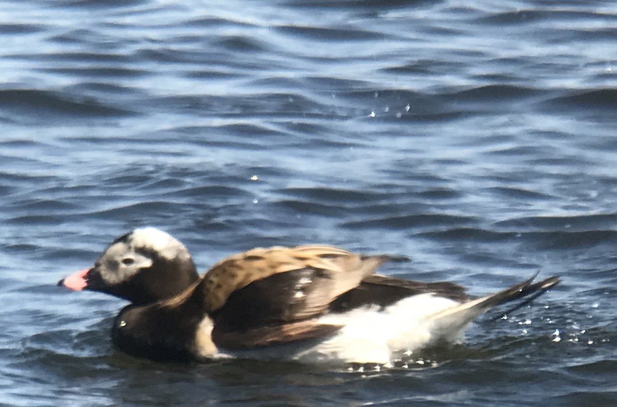 Long-tailed Duck - Jean Carpentier