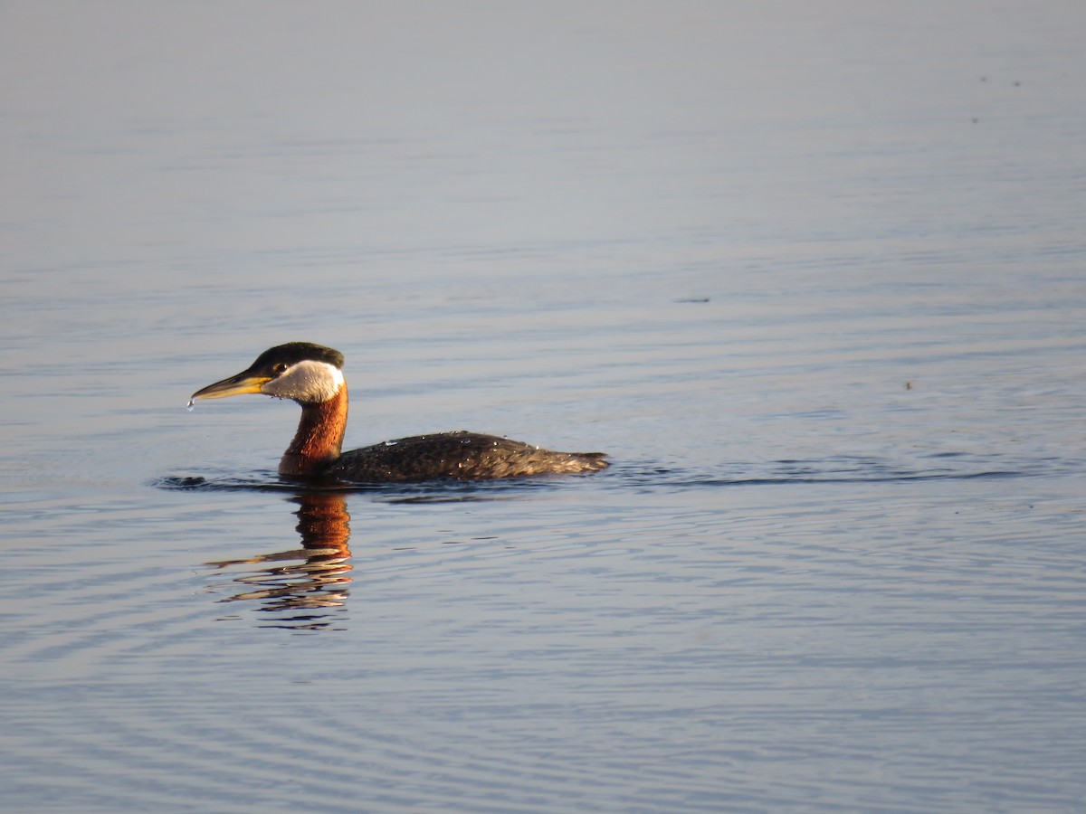 Red-necked Grebe - ML162879781