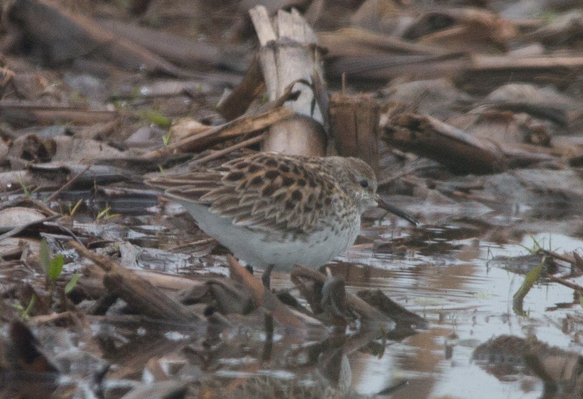 White-rumped Sandpiper - Joel Strong