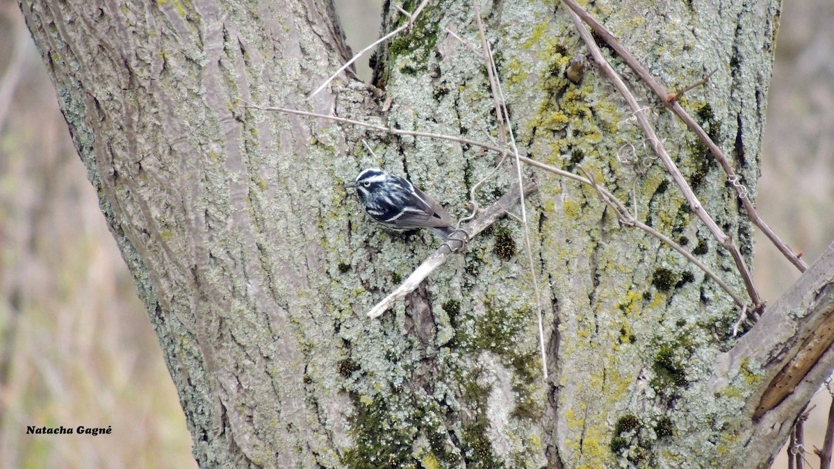 Black-and-white Warbler - ML162880491