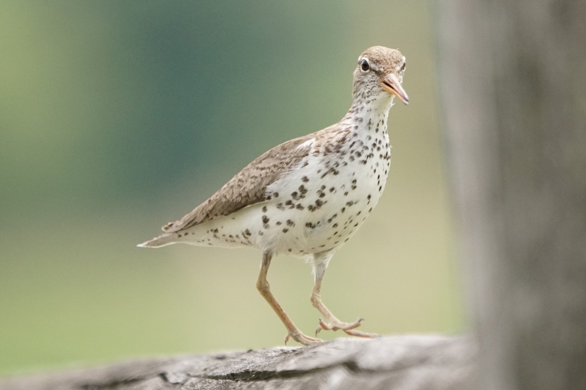 Spotted Sandpiper - Ed McGee