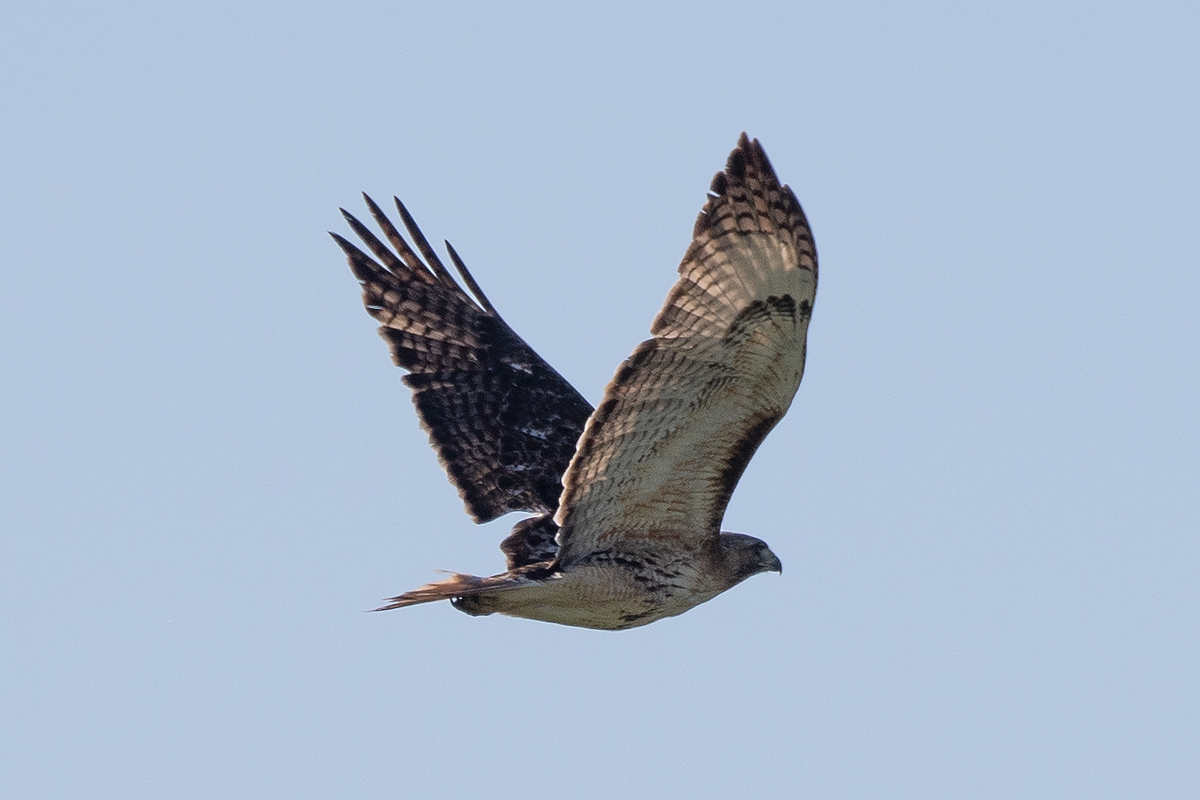 Red-tailed Hawk - ML162886801